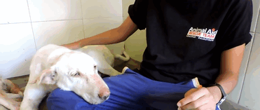 Animal Aid Unlimited helped him get over his anxiety Animal Aid Unlimited helped him get over his anxiety
