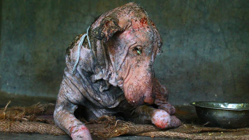 This dog had mange and was starving and dehydrated