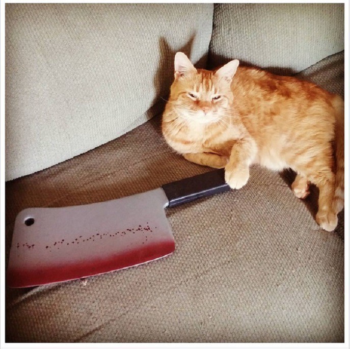 17 Cats Who Are Obviously Planning A Murder