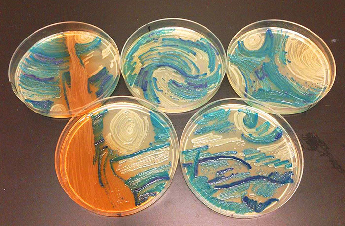 Van Gogh’s “Starry Night,” Proteus mirabilis, Acinetobacter baumanii, Enterococcus faecalis, Klebsiella pneumonia