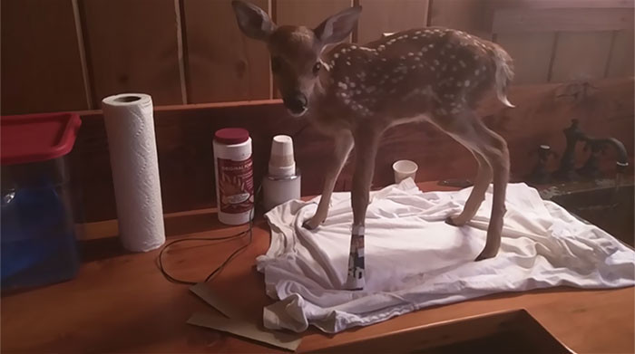 Baby Deer Refuses To Leave The Human Who Saved Her Life