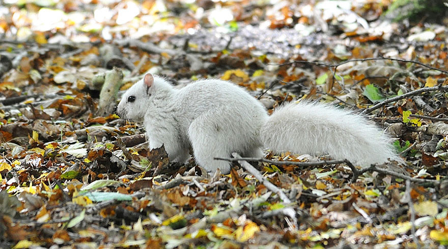 Wildlife photographer Andrew Fulton spotted an all white squirrel in Marbury Country Park, Northwich, UK