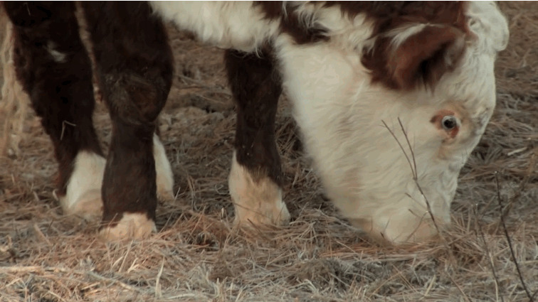 Dudley The Cow Got A New Prosthetic Leg And Is So Happy Now