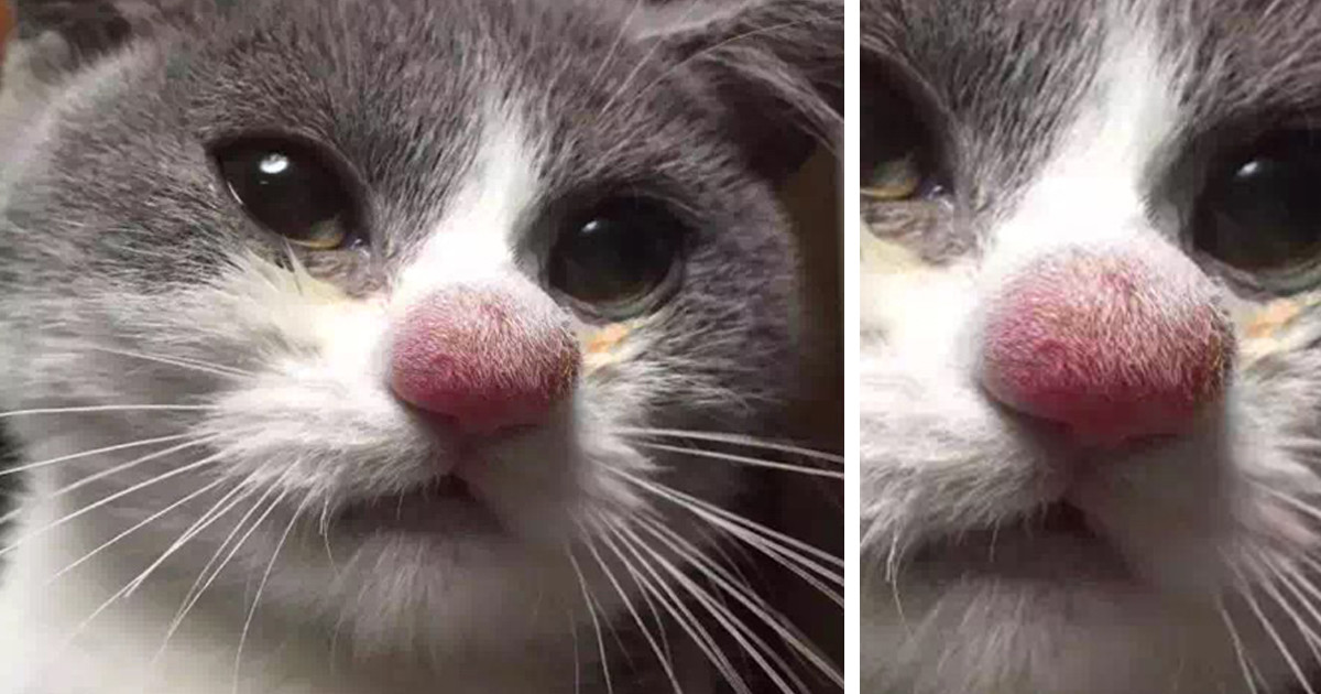 20 Cats Who Got Stung By Bees