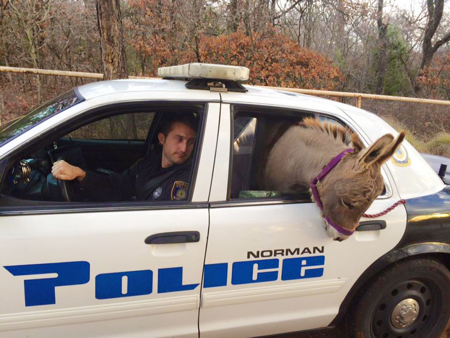 This officer picked up this donkey in his car to save him from traffic