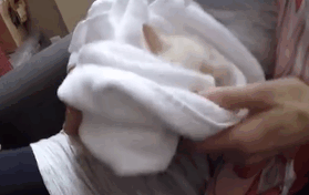 Family ‘Resurrects’ Frozen Kitten They Found Under The Snow, Names Him ‘Lazarus’ Family ‘Resurrects’ Frozen Kitten They Found Under The Snow, Names Him ‘Lazarus’