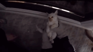 Kitten CPR was the next step Kitten CPR was the next step