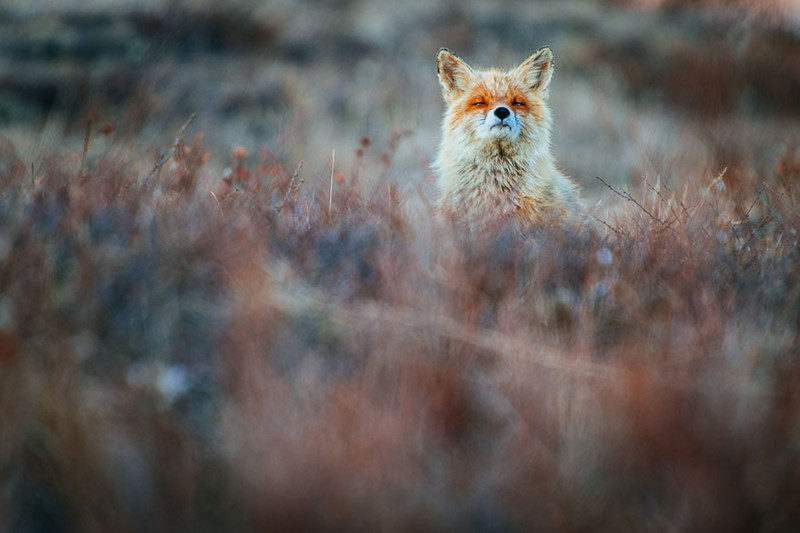 Russian Miner Spends His Breaks Photographing Foxes In The Arctic Circle 