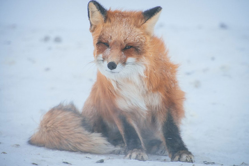 Russian Miner Spends His Breaks Photographing Foxes In The Arctic Circle 