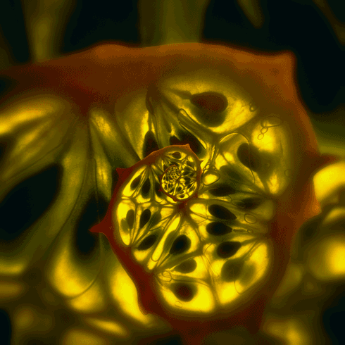 Hypnotizing GIFs Of Everyday Objects By Polish Artist Hypnotizing GIFs Of Everyday Objects By Polish Artist