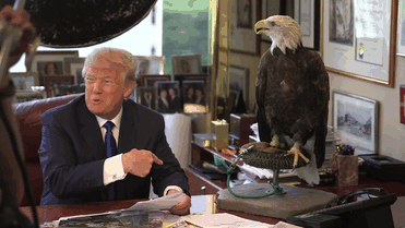 At one point, Trump recoils from the bird as it lunges at him At one point, Trump recoils from the bird as it lunges at him
