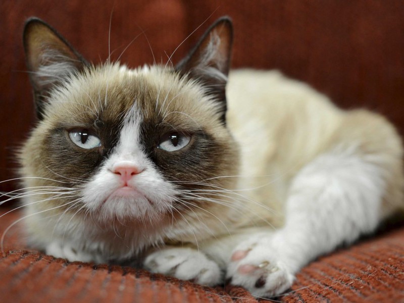 6. Grumpy Cat