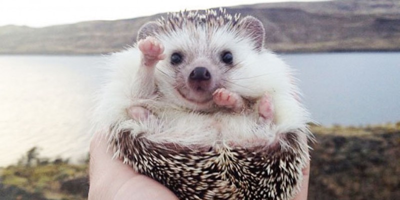 4. Biddy, the Travelling Hedgehog