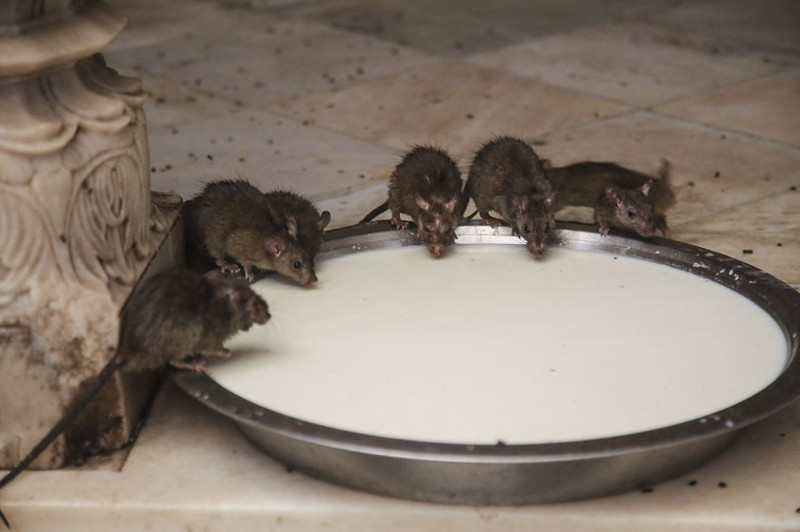 20000 Rats Temple In India That I Visited Despite My Hygiene Worries