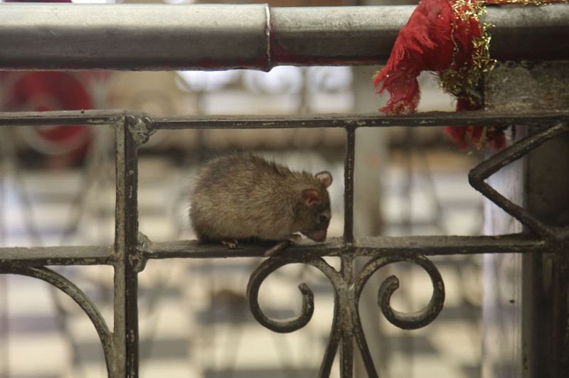 20000 Rats Temple In India That I Visited Despite My Hygiene Worries