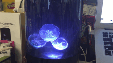 Now You Can Have Pet Jellyfish At Home Now You Can Have Pet Jellyfish At Home