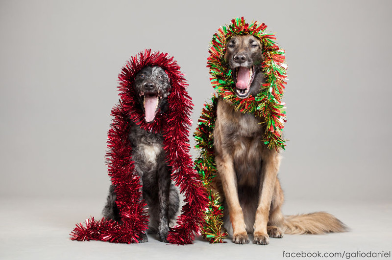 I Took Christmas-Themed Dog Portraits To Wish You Happy Holidays