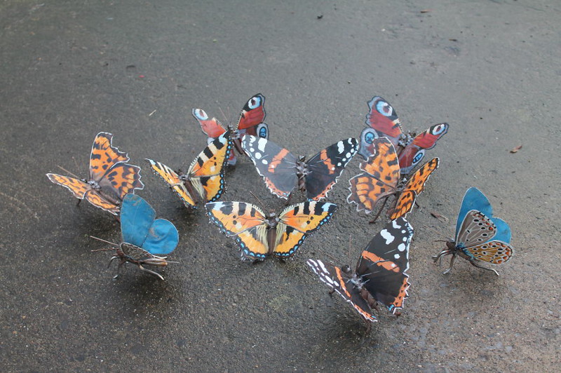 Native butterflies