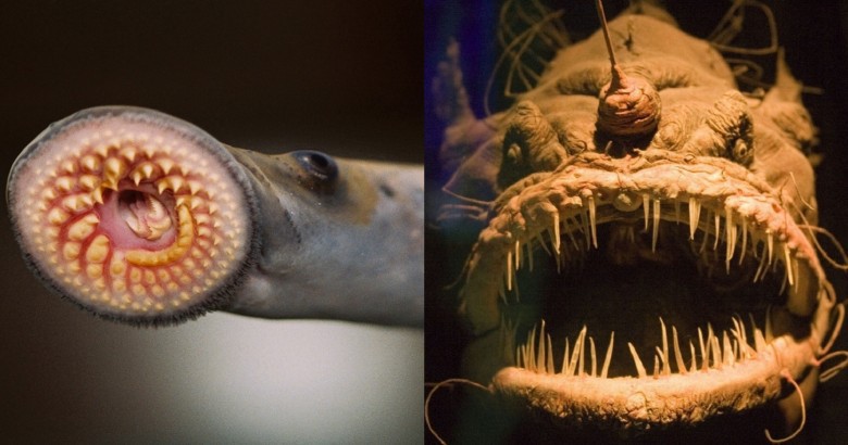 15 Creepy Animals That Will Freak You Out