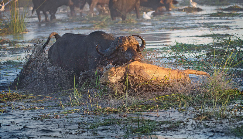The hunter becomes the hunted as buffalo KILLS lion in vicious fight
