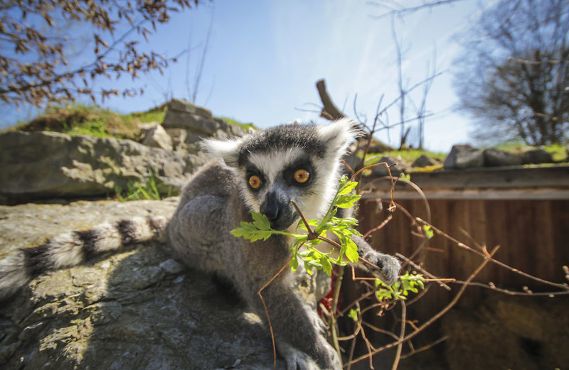 A shell-shocked Lemur: taken in Sydney, Australia