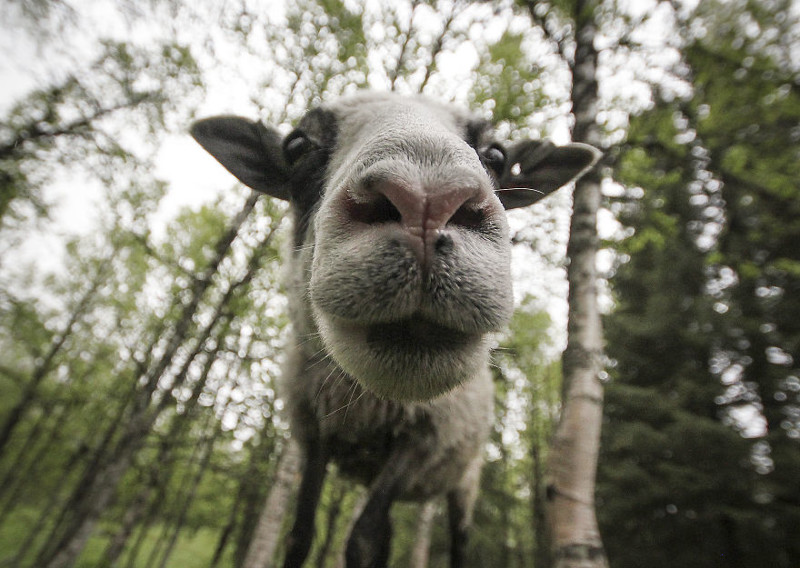 A scruffy Sheep: taken in Anjan, Sweden