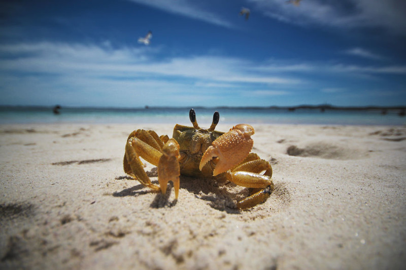 A cheeky Crab: taken in Perth, Australia