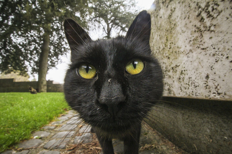An interested Cat: taken in Orvieto, Italy