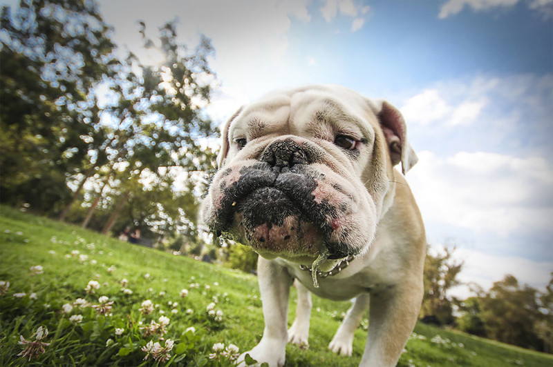 A drooling Bulldog: taken In Johannesburg, South Africa