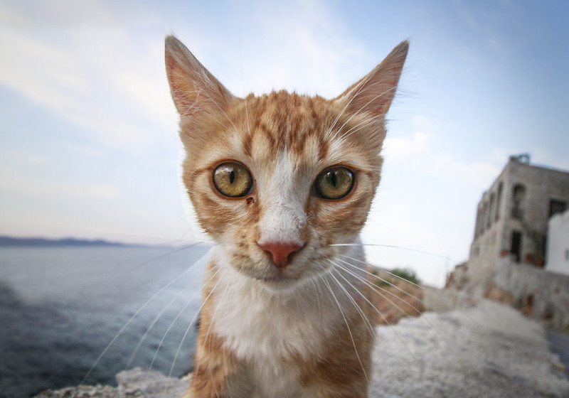 A big-eyed Cat: taken on Hydra Island, Greece