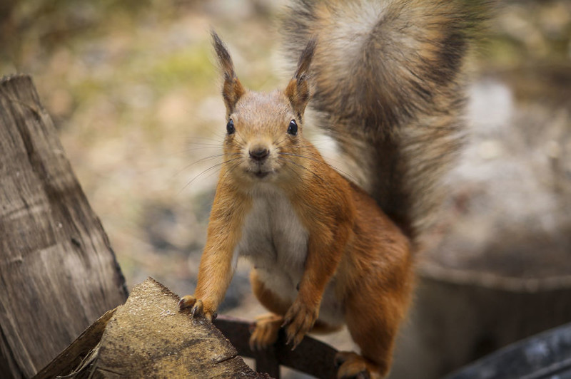 A fun Squirrel: taken in Alta, Norway