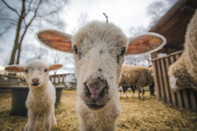 A sheepish Lamb: taken in Obertrum, Austria