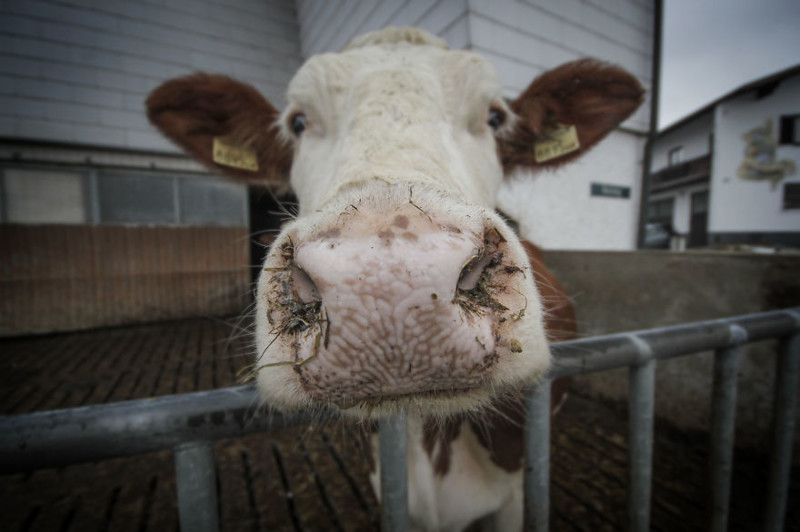 A wet-nosed Cow: taken in Seekirchen, Austria