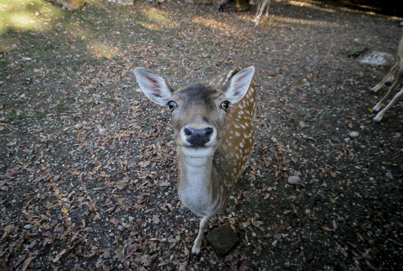 A cute Deer: taken in Munich, Germany