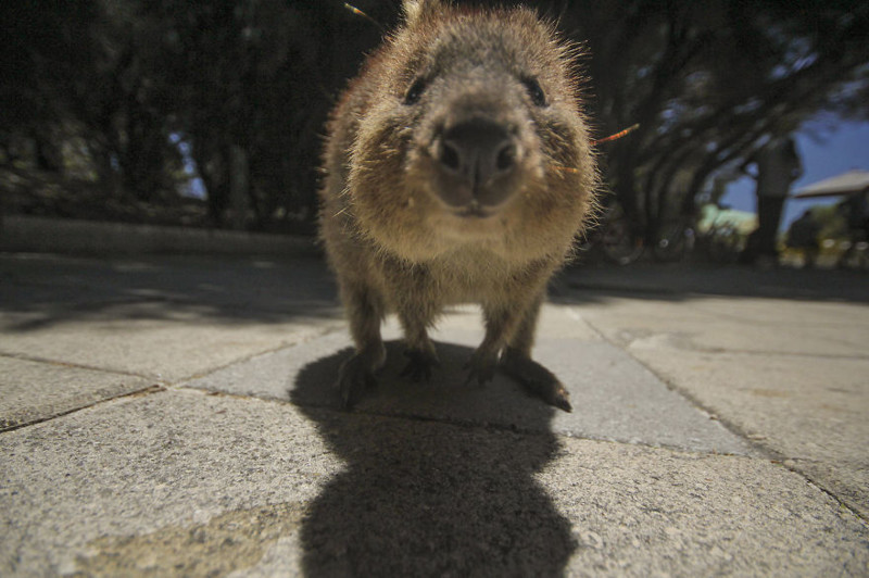 An inquisitive Quokka: taken on Rottnest Island, Australia