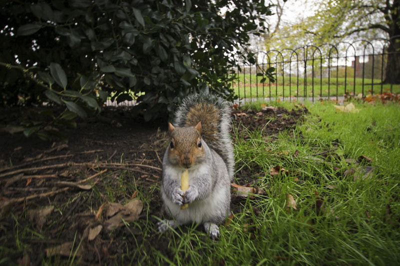 A munching Squirrel: taken in London, England