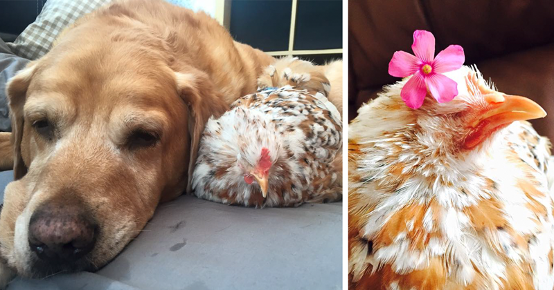 Chicken Born Without Eyes Cuddles With Other Pets, Because Her Owner Refused To Put Her Down