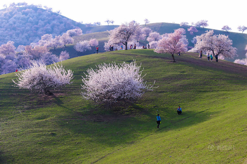 China’s Apricot Blossom Will Take Your Breath Away