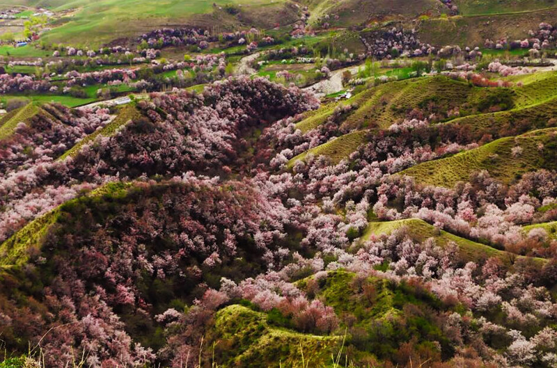 China’s Apricot Blossom Will Take Your Breath Away