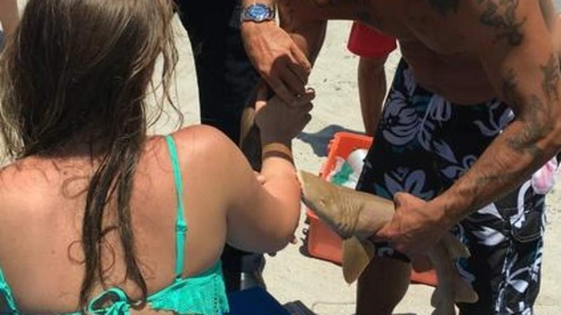 Baby Shark Dies Because People Wouldn't Leave Him Alone