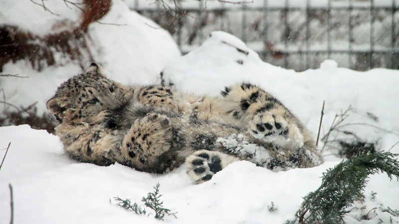 Snow Leopards Love Nomming On Their Fluffy Tails