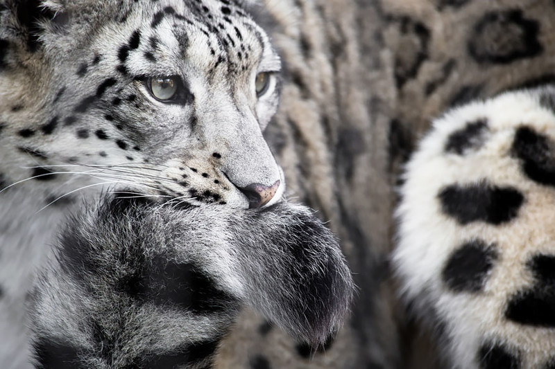 Snow Leopards Love Nomming On Their Fluffy Tails