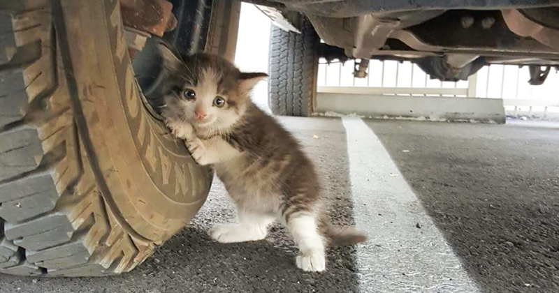 A Guy Found A Scared Kitten Under A Truck And Just Couldn’t Say No To Her