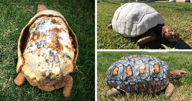 Injured Tortoise Receives World’s First 3D Printed Shell