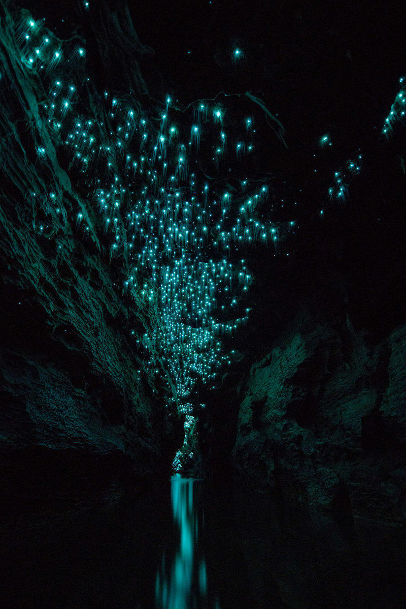 Glow Worms Turn New Zealand Cave Into Starry Night