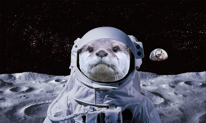 #5 Space Otter