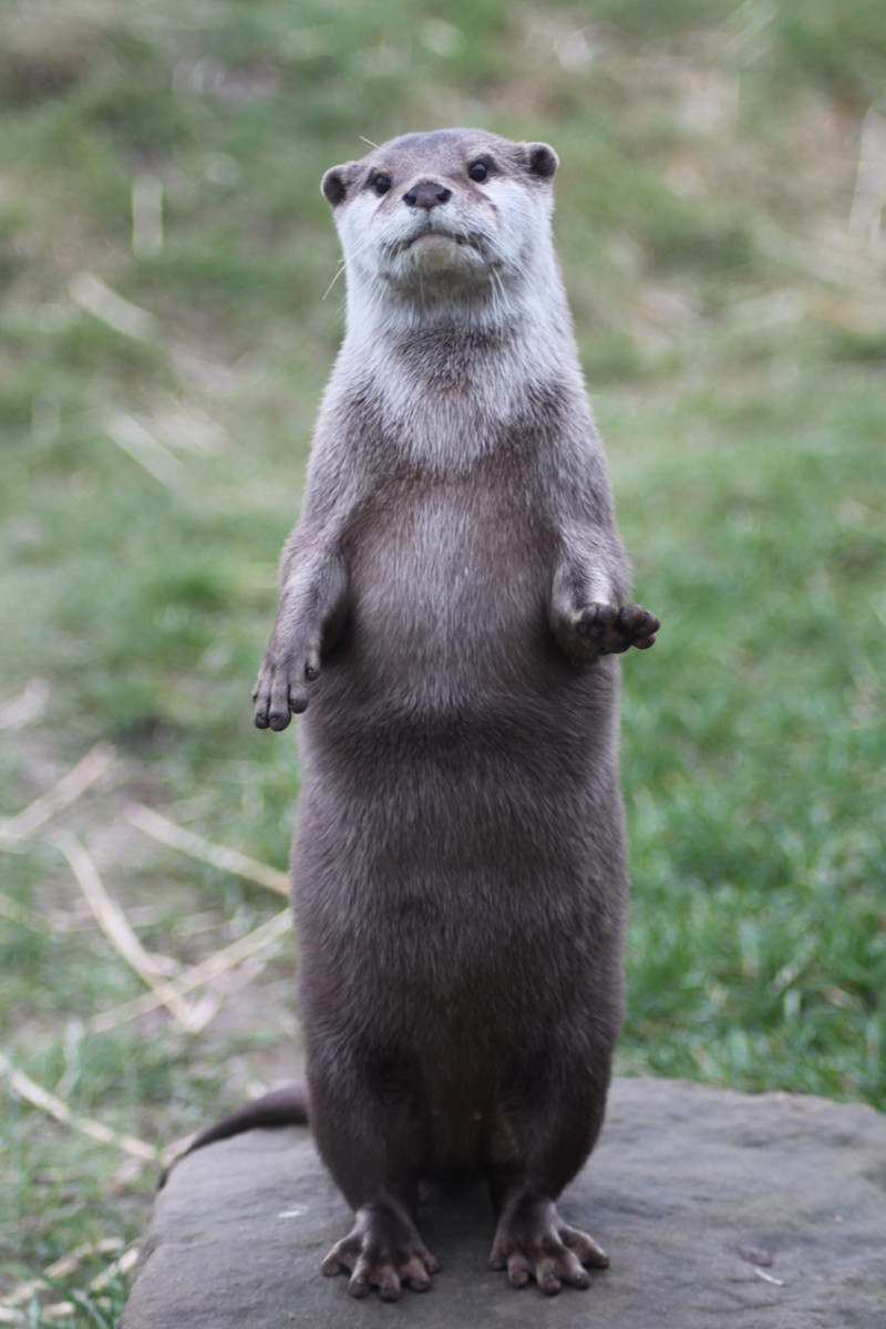 Photoshop This Otter Where It Really Belongs