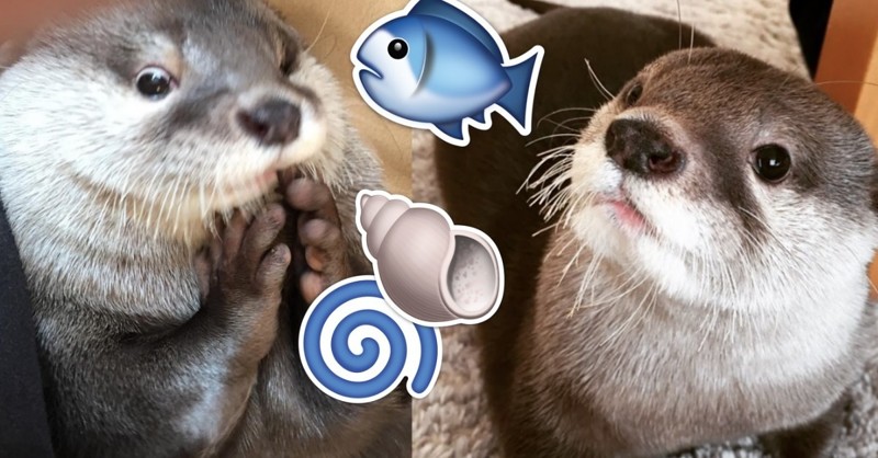 14 Reasons To Follow This Adorable Otter On Instagram