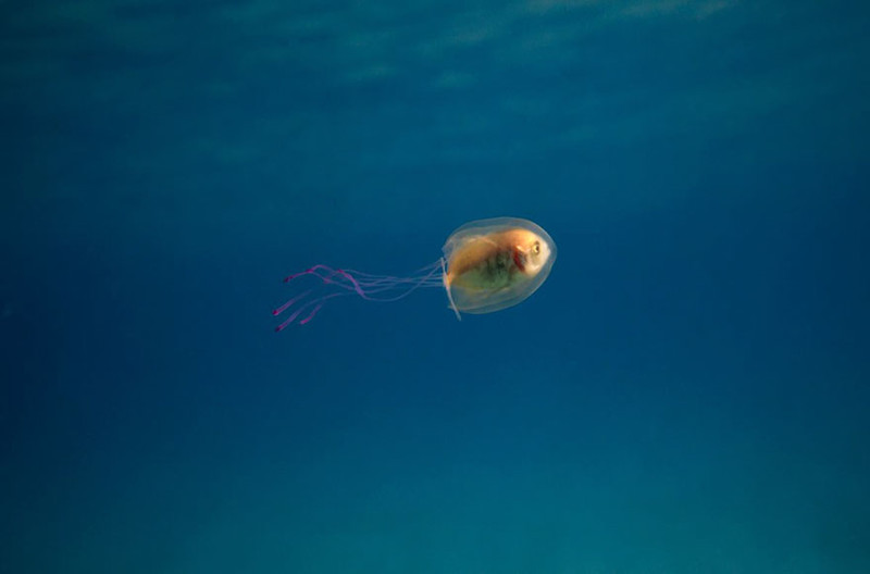 Fish Trapped Inside A Jellyfish Captured In A One In A Million Shot