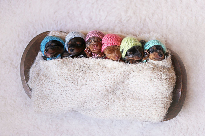 Proud Sausage Dog Poses With Her 6 Tiny Sausages For Maternity Photoshoot